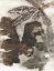 Picture of OAK LEAVES