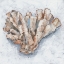 Picture of CORAL DISPLAY IV