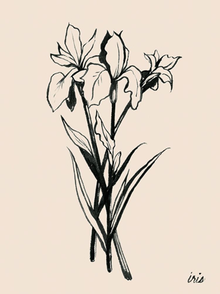 Picture of IRIS SKETCH II