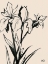 Picture of IRIS SKETCH III