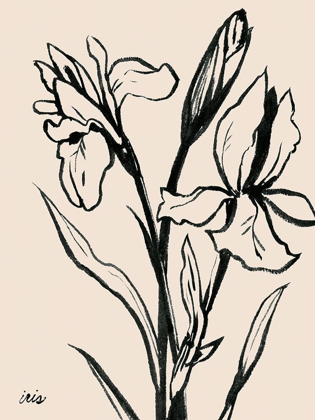 Picture of IRIS SKETCH IV