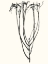Picture of NAIVE FLOWER SKETCH II