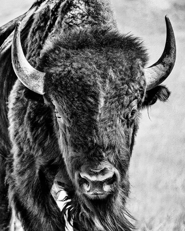 Picture of BUFFALO PORTRAIT