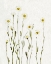 Picture of WHITE ANTIQUE DAISIES I