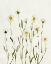 Picture of WHITE ANTIQUE DAISIES II