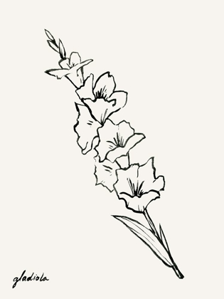 Picture of GLADIOLA SKETCH I