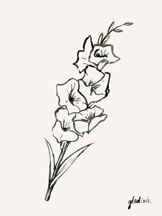 Picture of GLADIOLA SKETCH II