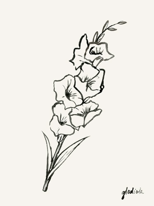 Picture of GLADIOLA SKETCH II