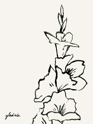 Picture of GLADIOLA SKETCH IV