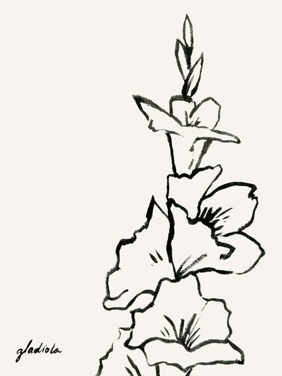 Picture of GLADIOLA SKETCH IV