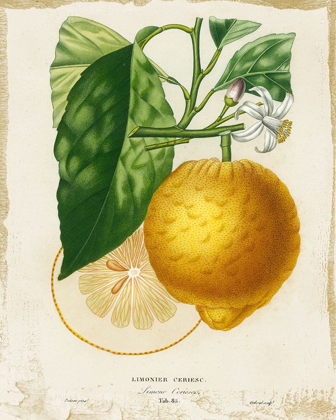 Picture of FRENCH LEMON I
