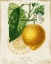 Picture of FRENCH LEMON I