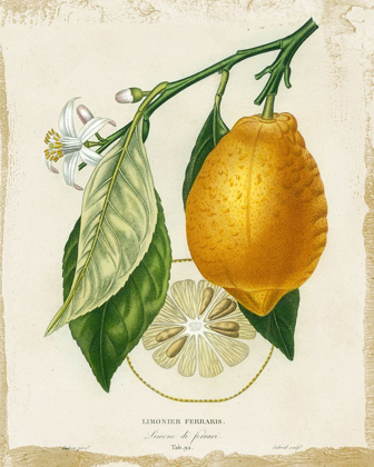 Picture of FRENCH LEMON II