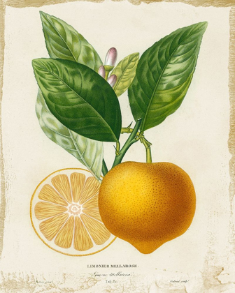 Picture of FRENCH LEMON III