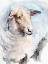 Picture of WATERCOLOR SHEEP I
