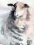 Picture of WATERCOLOR SHEEP II