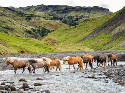 Picture of COLLECTION OF HORSES II