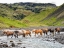 Picture of COLLECTION OF HORSES II