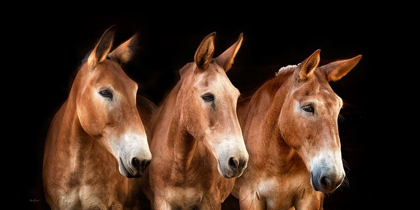 Picture of COLLECTION OF HORSES IV