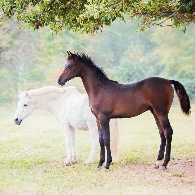 Picture of COLLECTION OF HORSES VII