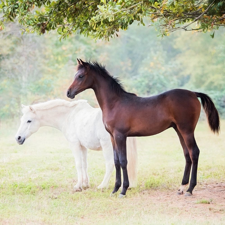 Picture of COLLECTION OF HORSES VII