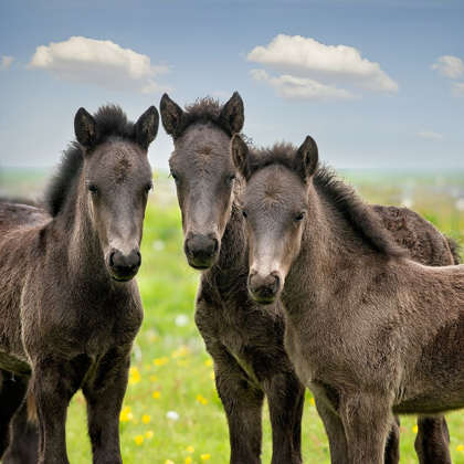 Picture of COLLECTION OF HORSES IX