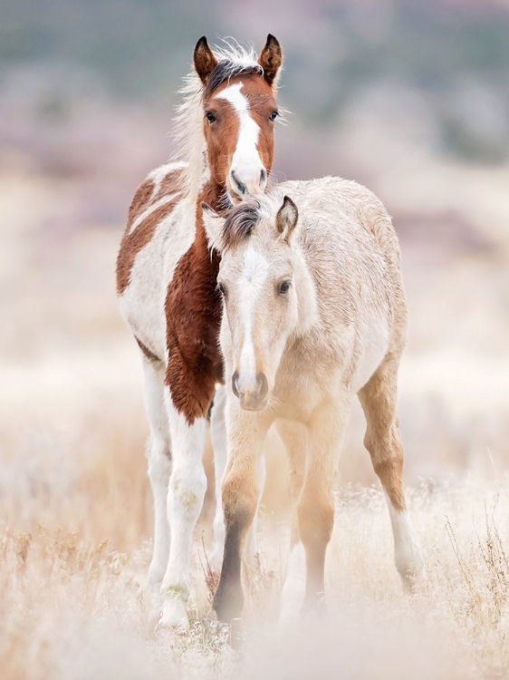 Picture of COLLECTION OF HORSES X