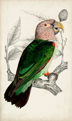 Picture of ANTIQUE PARROT PAIR I