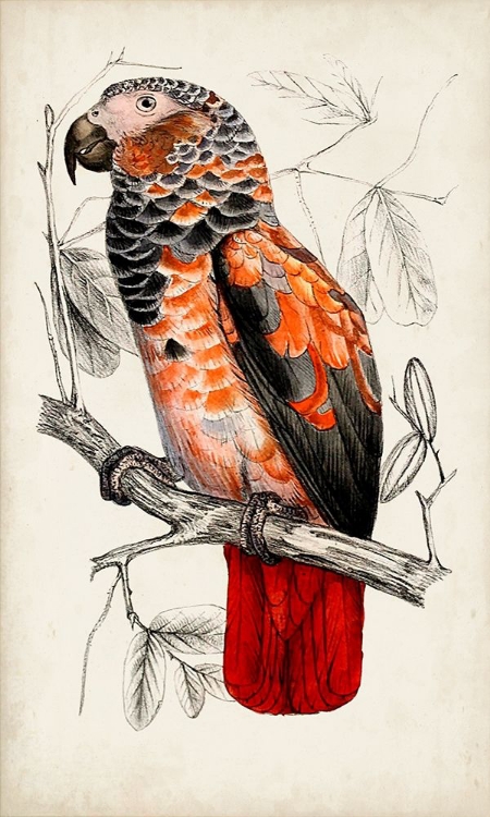 Picture of ANTIQUE PARROT PAIR II