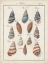 Picture of ANTIQUE SHELL PAIR I