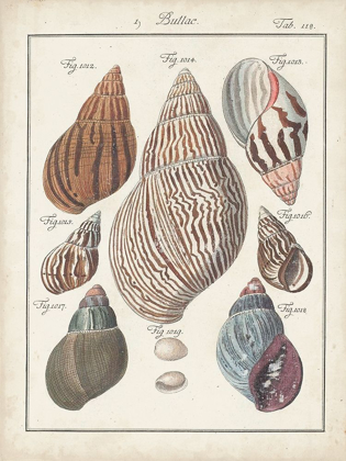 Picture of ANTIQUE SHELL PAIR II