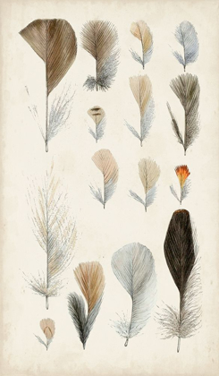 Picture of ANTIQUE BIRD FEATHERS I