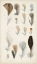 Picture of ANTIQUE BIRD FEATHERS I