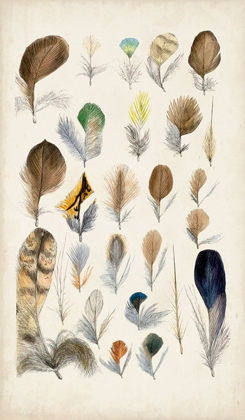 Picture of ANTIQUE BIRD FEATHERS II
