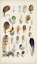 Picture of ANTIQUE BIRD FEATHERS II