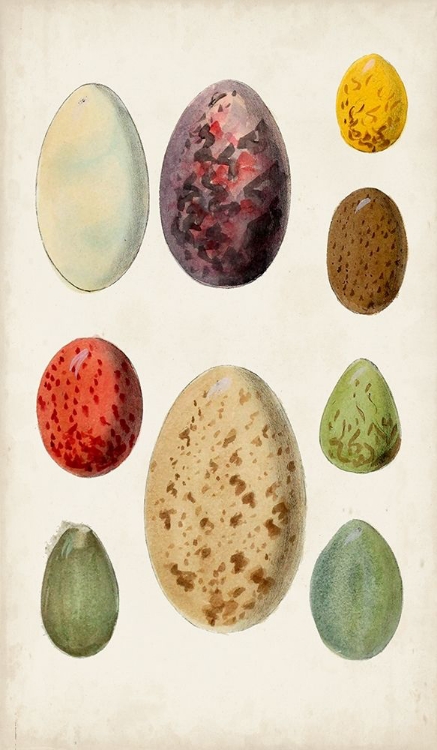 Picture of ANTIQUE BIRD EGGS I