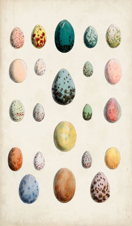 Picture of ANTIQUE BIRD EGGS II