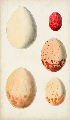 Picture of ANTIQUE BIRD EGGS III