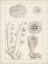 Picture of ANTIQUE WHITE CORAL III