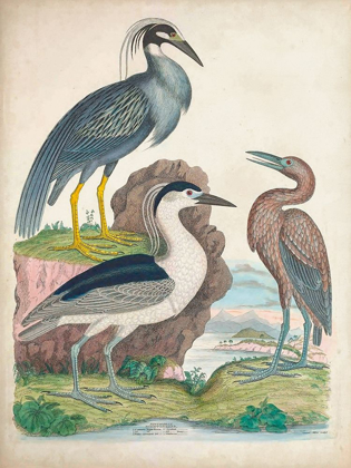 Picture of ANTIQUE HERON AND WATERBIRDS I