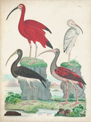 Picture of ANTIQUE HERON AND WATERBIRDS II