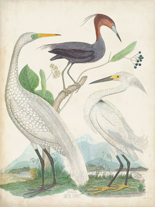 Picture of ANTIQUE HERON AND WATERBIRDS III