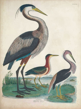 Picture of ANTIQUE HERON AND WATERBIRDS IV