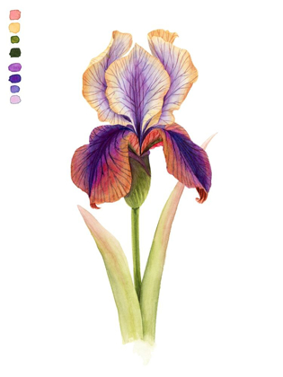 Picture of RAINBOW IRIS I