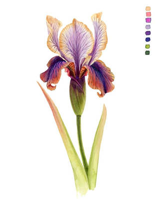 Picture of RAINBOW IRIS II