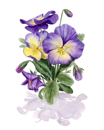 Picture of VIOLA PANSIES II