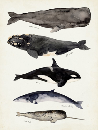 Picture of WHALE CHART I