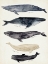 Picture of WHALE CHART II