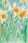 Picture of DAFFODILS STEMS II