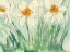 Picture of DAFFODILS ORANGE AND WHITE I